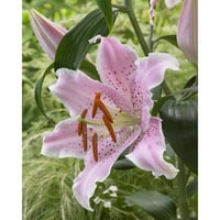 Euroblooms Lily Oriental Curley Sue, cvjetne žarulje