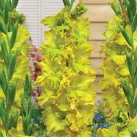 Van Zyverden Gladiolus visoki napon, uspavana žarulja, djelomično sunce, višebojan