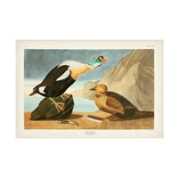 John James Audubon 'King Duck' platno umjetnost