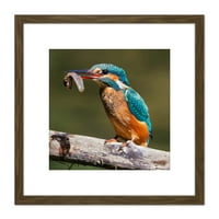 Dalus Kingfisher koji jede punoglavca, fotografija prirode u kvadratnom drvenom okviru, zidna umjetnička slika s nosačem