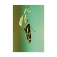 Zaštitni znak likovna umjetnost 'Viseći leptir' platno umjetnost Chrisa Moyera